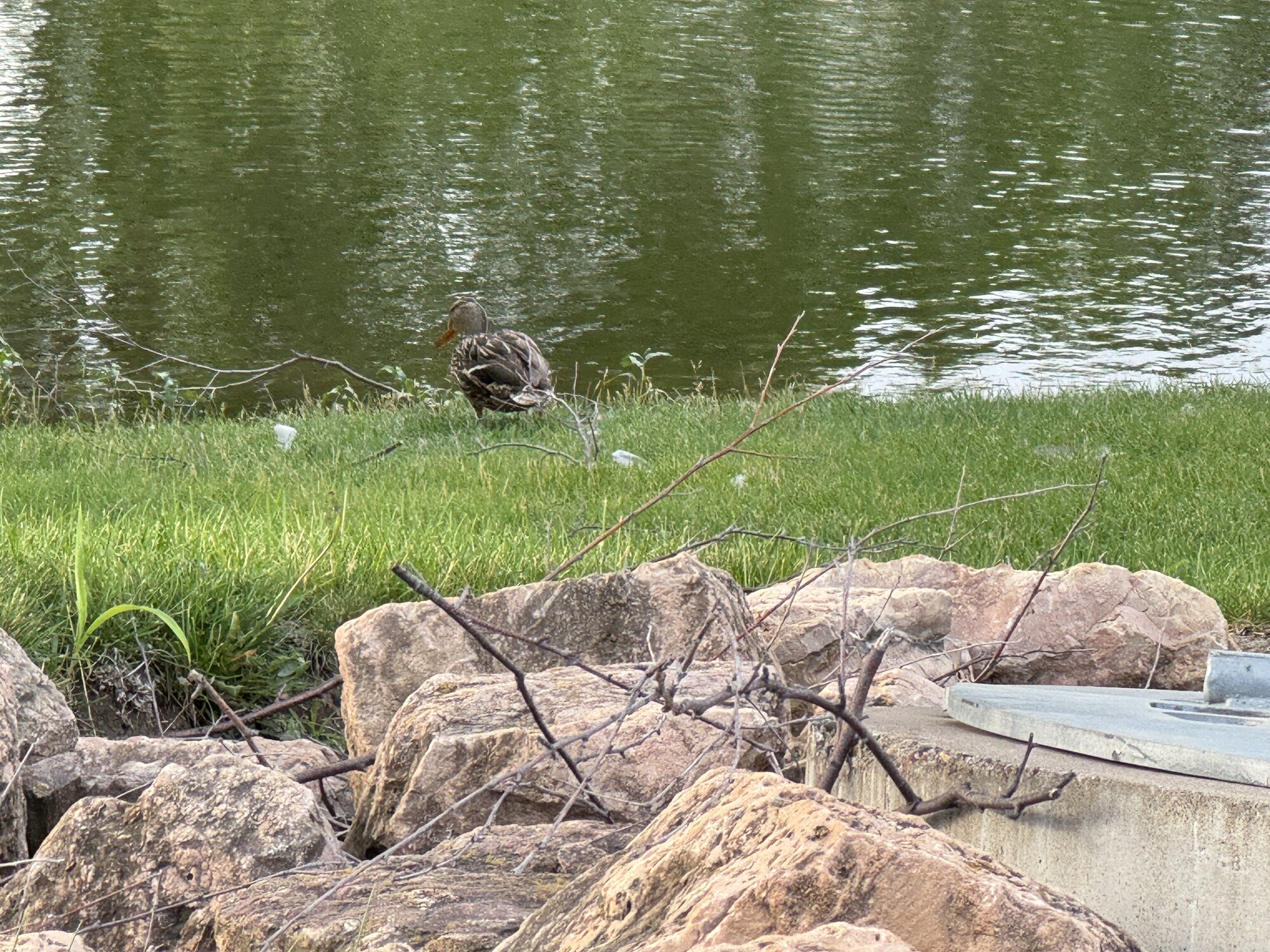 a duck